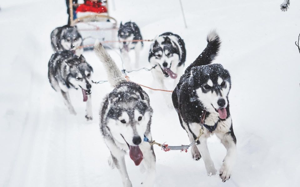 Husky Safari 1 Hour (10 Km) Small-Group Mushing Experience - Whats Included in the Experience