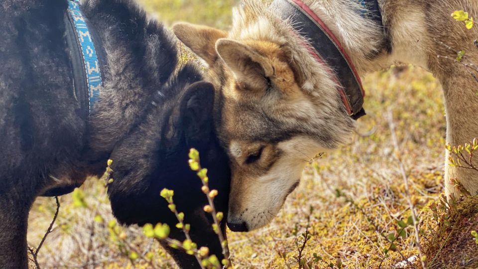 Into the Woods... - Private Tour - Forest Exploration With Wolfdogs