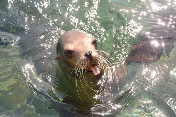 Island Adventure Guided Tour in Bahamas - Health and Safety Guidelines