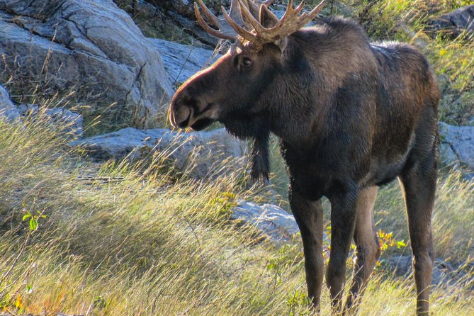 Jasper to Banff One-Way Tour - Glacier Adventure