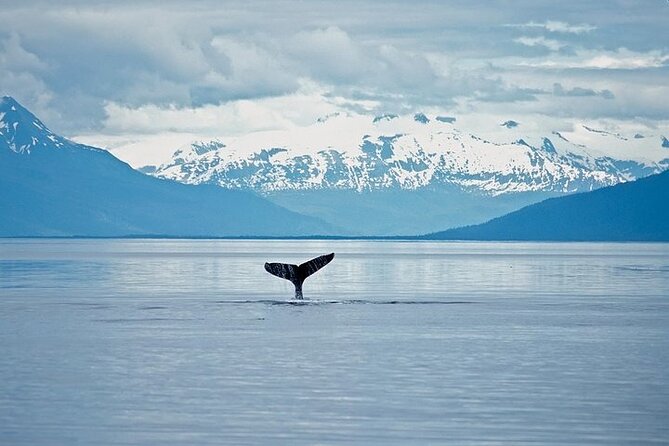 Juneau Wildlife Whale Watching & Mendenhall Glacier - Knowledgeable Guides and Commentary