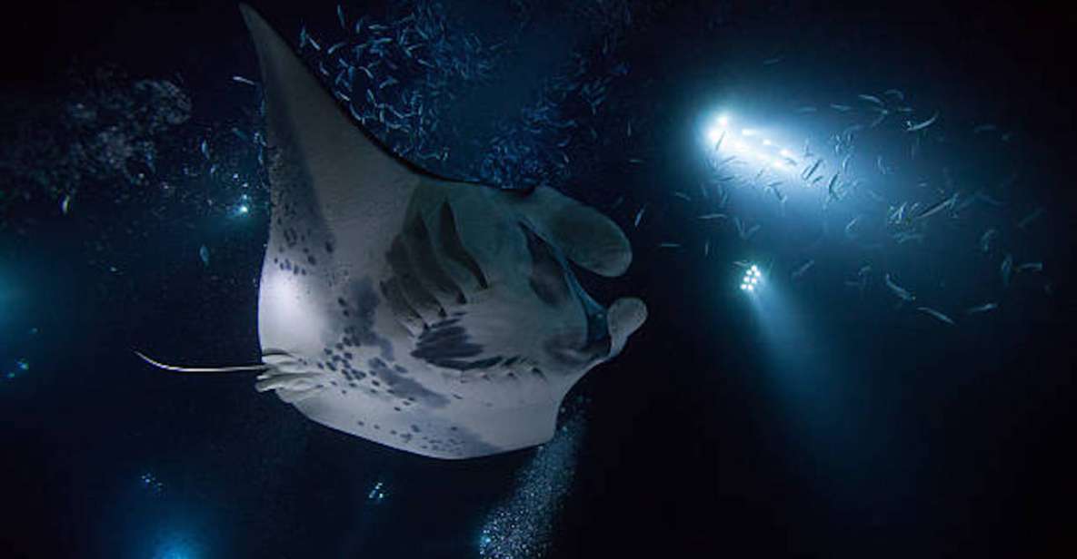 Kailua-Kona: Manta Ray Watching Nighttime Boat Trip - Whats Included