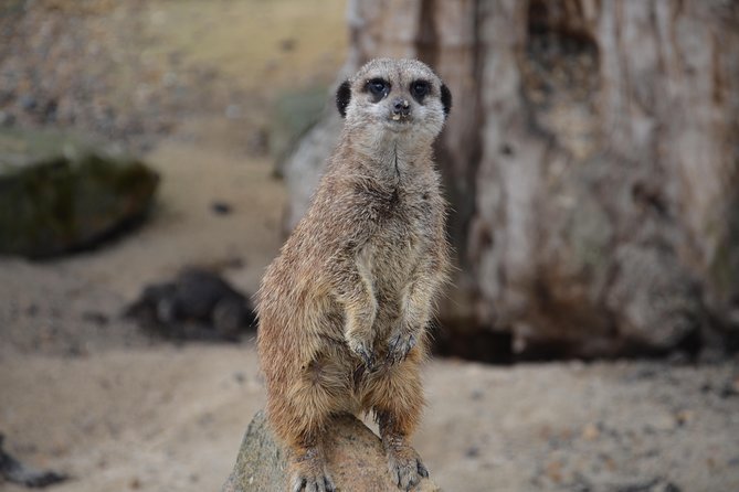 Krakow: Zoo With Hotel Transfer - Endangered Species Sightings