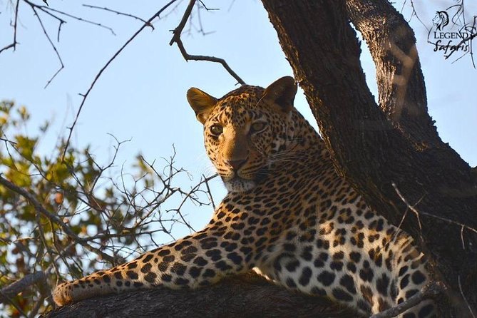 Kruger Safari Tour - Morning Half Day - Guest Reviews