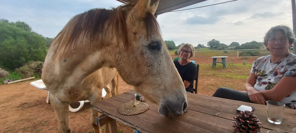 Lagos: a Walk With a Rescued Horse at the Sanctuary - Activity Components