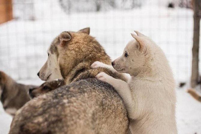 Lapland Reindeer and Husky Safari From Levi - Husky-drawn Sled Ride