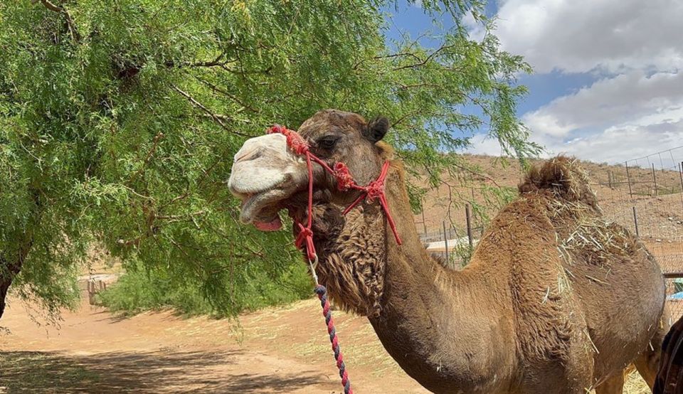 Las Vegas: Desert Camel Ride - Camel Ride Through the Desert