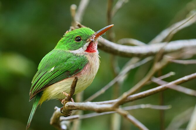 Los Haitises National Park Tour From Punta Cana Montana Redonda and Cano Hondo - Reviews Summary