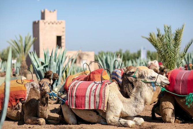 Marrakech Camel Ride Experience With Pick-Up - Sipping on Moroccan Mint Tea