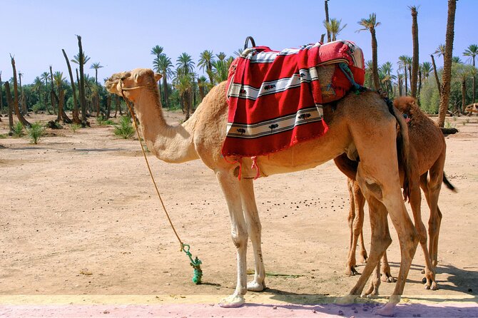 Marrakech Camel Ride in Palmeraie - Booking and Cancellation Policy