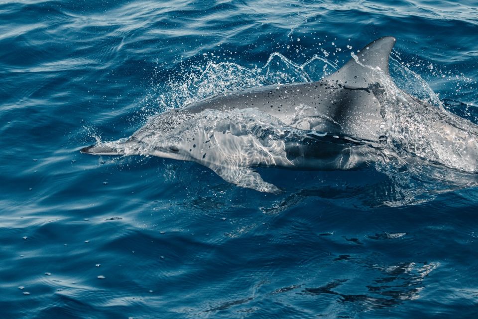 Maui: Kaanapali Wild Dolphin Sail - Logistics and Meeting Point