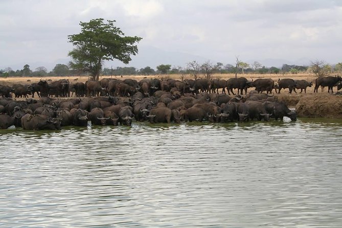 MIKUMI NATIONAL PARK - 3 Days - Sunrise and Sunset Game Drives