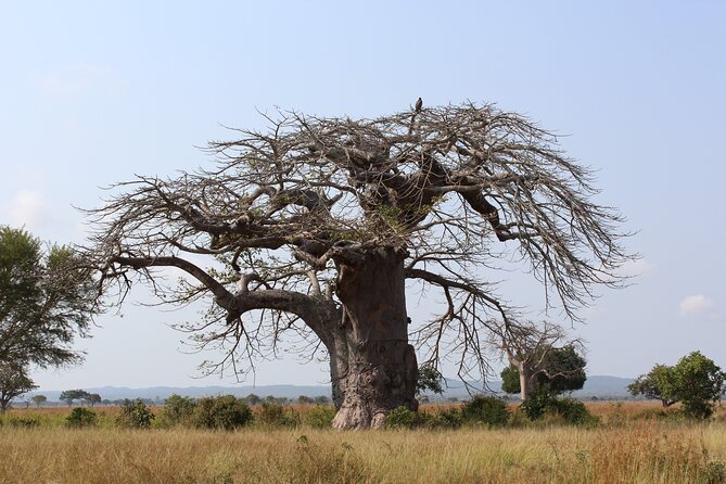 Mikumi National Park & Udzungwa Water Falls 3 Days Group Tour - Traveler Considerations