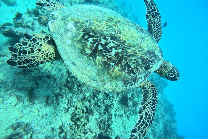 Moana's Guided Turtle Snorkel & Sailing Adventure at Waikiki - Tour Highlights