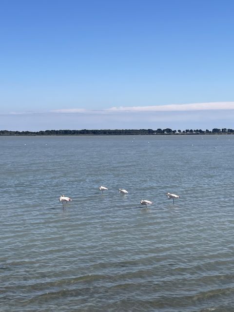 Montpellier: Guided Half-Day Trip to a Camargue Manade - Bull and Horse Breeding Insights