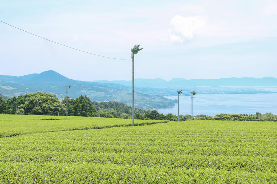 Nagasaki Tea Tour Review: A Flavorful Experience - Culinary Delights