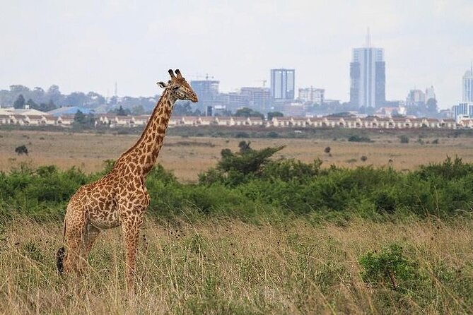 Nairobinational Park, Giraffe Center , Elephant and Blixen Museum - Giraffe Center Experience