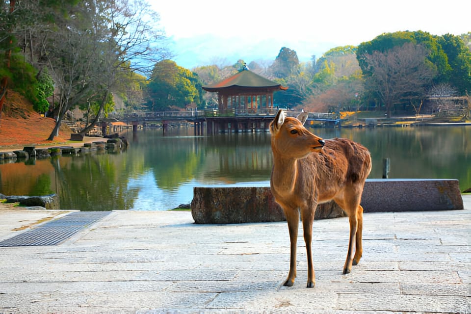 Nara Private Tour With English-Speaking Driver - Inclusions and Amenities