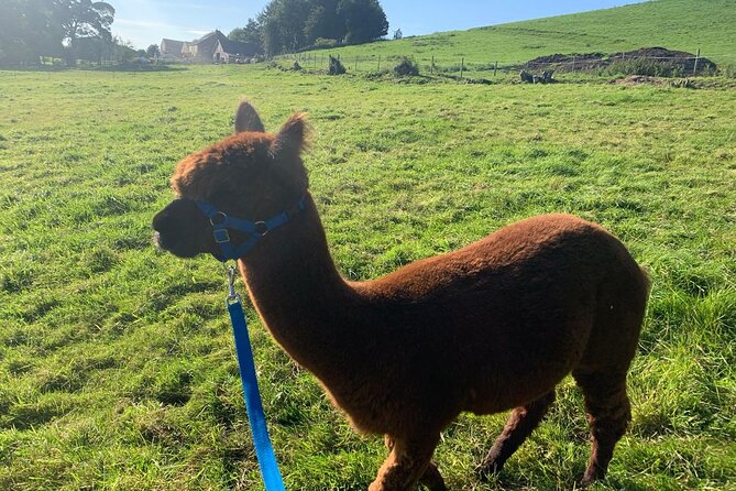 Naze View Farm Alpaca Experience - Exploring the Wooded Areas and Hills