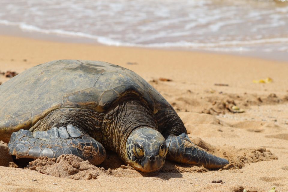 Oahu: Oahu Ultimate Grand Circle Island Tour - Experience and Activities