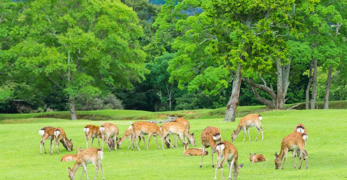 Osaka: Kyoto World Heritage & Nara Cute Deer 1-Day Bus Tour - Cultural Experiences