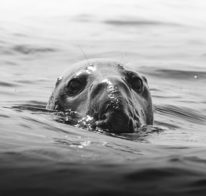 Penzance: Lands End Boat Tour With Wildlife Guides - Wildlife Viewing Opportunities