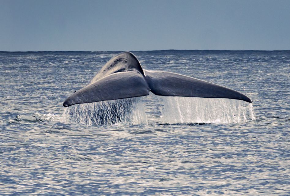 Pico Island: Whale Watching Boat Tour With Biologist Guides - Tour Inclusions and Exclusions