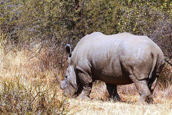 Pilanesberg National Park Full Day Safari From Johannesburg - Reviews and Feedback