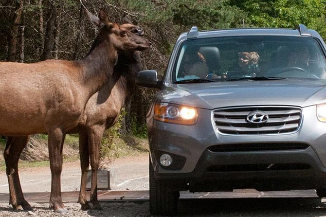 Private Day Tour to Wildlife Parc Omega and Montebello Lodge From Montreal - Discover Montebello Lodge