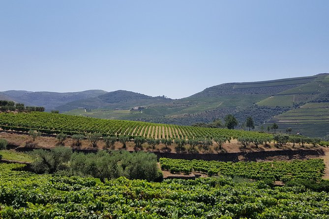 Private Douro Valley Visit to Three Vineyards With Lunch From Porto - Authentic Portuguese Lunch