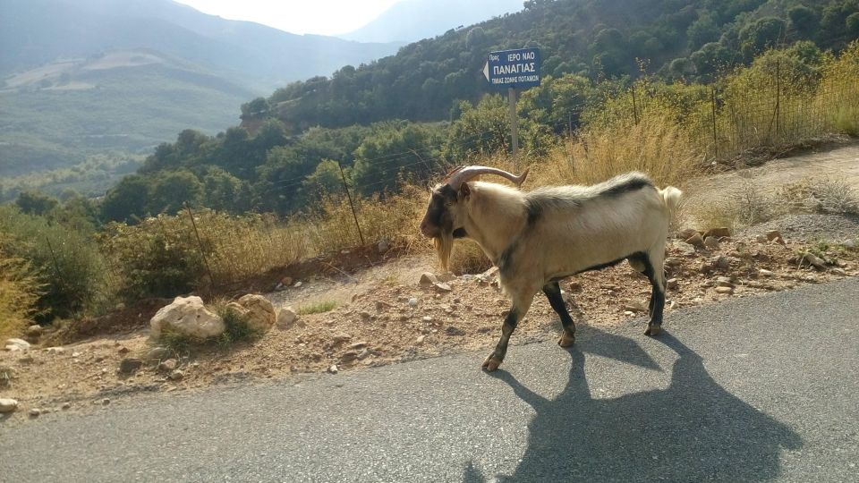 Private Tour Lasithi Zeus Cave Olive Oil Factory &Shepherd - Culinary Experiences