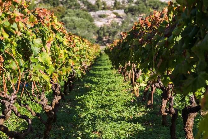 Private Tour: Ston and Peljesac Peninsula Day Trip With Wine Tasting - Exploring the Fishing Town of Ston