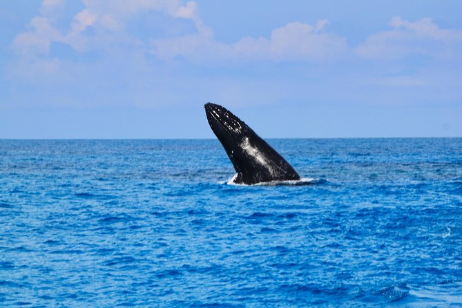 Private Whale Watching Charter (Grand Turk) - Pricing and Booking