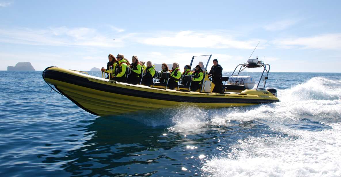 Reykjavik: Whale Watching by RIB Speedboat - Highlights