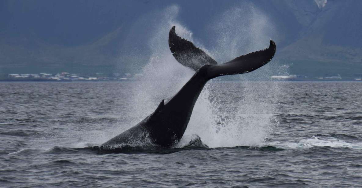 Reykjavik: Whale Watching Tour by Fast Catamaran - Whale Watching Grounds