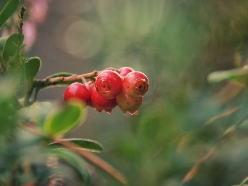 Rovaniemi: Mushrooms & Wild Berries Picking Tour - Local Wildlife Sightings