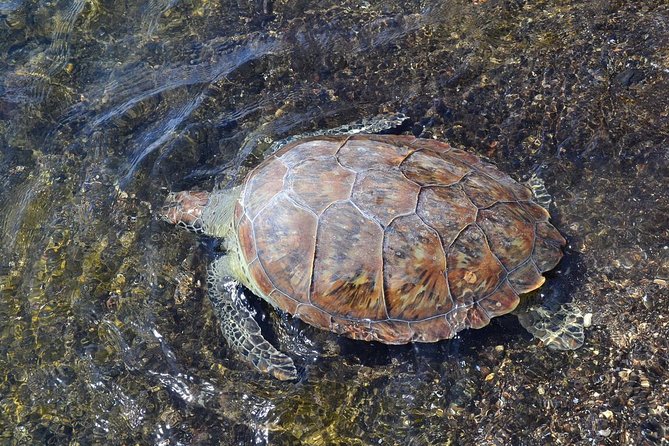 Sal Island: Sea Turtle Experience From Santa Maria - What to Expect