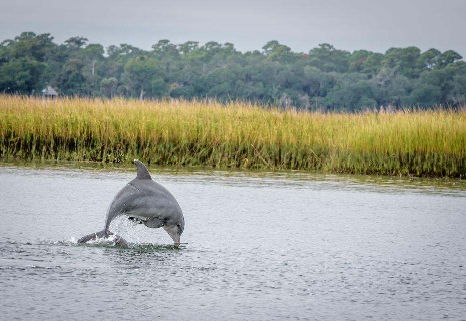 Savannah: Dolphin Spotting and Wildlife Eco Cruise - Tour Vessel and Amenities