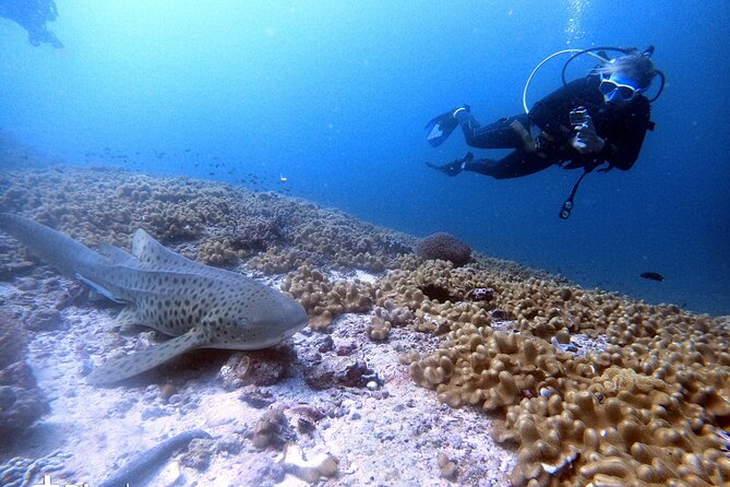 Scuba Diving Trips to Dimaniyat Islands - Restrictions and Requirements