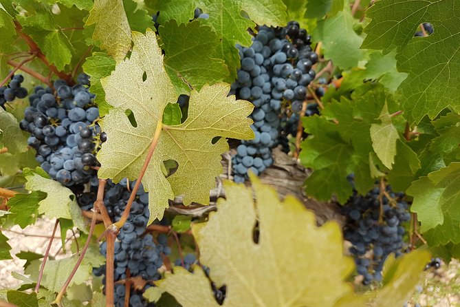 Singular Valencia Wine Tour Utiel Requena Wineries - Drinking Age and Dress Code