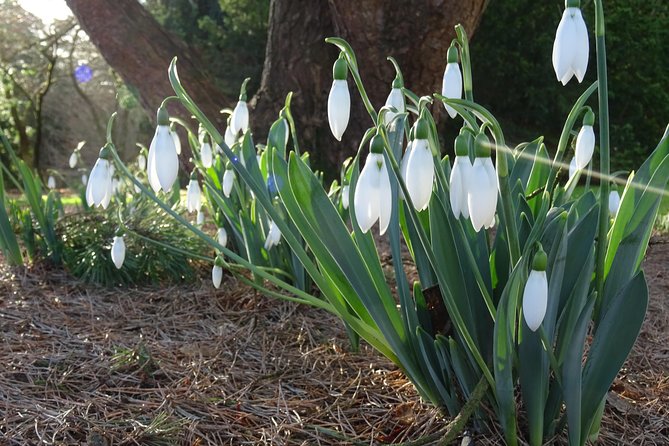 Skip-the-Line: Botanic Garden Entry Ticket - Exploring the Botanic Garden