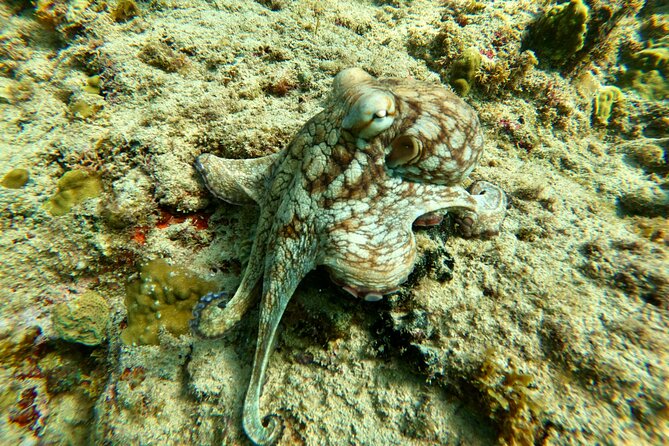 Snorkeling Adventure in Aguadilla - Preparing for the Adventure