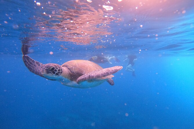 Snorkeling and Boat Tour in a Turtle Area - Additional Information