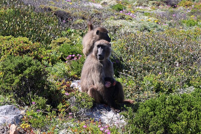 Supersaver: Cape of Good Hope and Cape Point Day Tour From Cape Town - Pickup and Drop-off