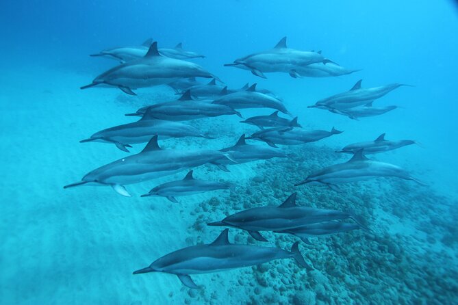 Swim With Dolphins in the West Coast Line of Oahu - Inclusions