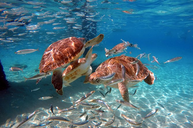 Swimming With Sea Turtles Incl. Pictures. Award Winner - Free Cancellation Policy