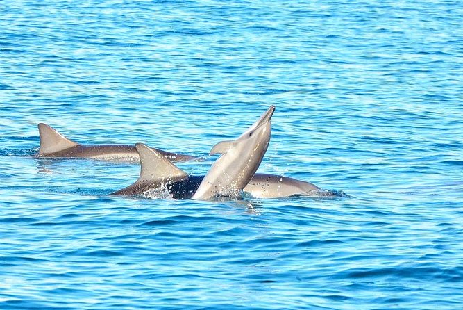 Swimming With Wild Dolphins & Whale Watching With Transportation - Included Transportation and Amenities