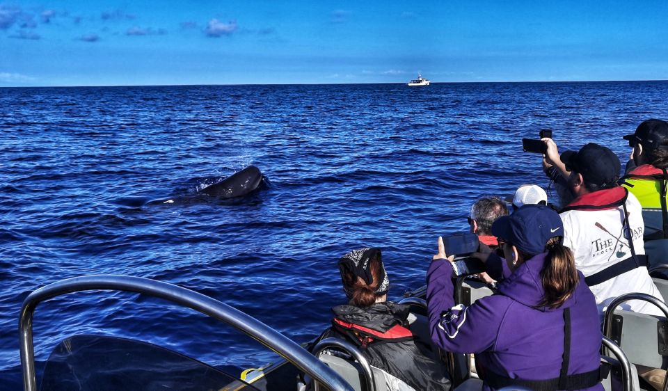 Third: Whale and Dolphin Watching in a Zodiac Boat - Tour Inclusions