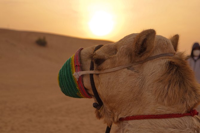 Thrilling Guided You-Drive Red Dune Buggy Tour + Safari - Complimentary Pickup and Drop-off