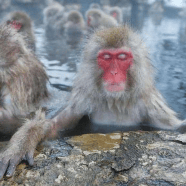 Tokyo: A Memorabele Snow Monkey Park and Zenkoji Temple Tour - Scenic Spots in Nagano